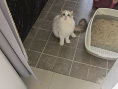 -lincat·猫舍(广州店)