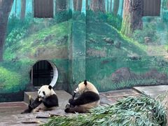 -中国大熊猫保护研究中心雅安碧峰峡基地