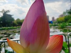 -莲花池公园