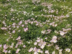 -汉长安城未央宫国家考古遗址公园