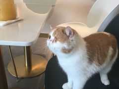 -飞行喵MR PILOT|猫舍·猫咖(静安大融城店)
