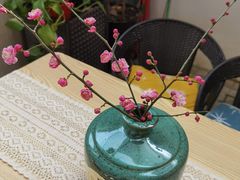 -树咖啡tree coffee