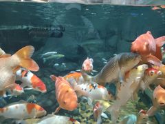 -上海海洋水族馆