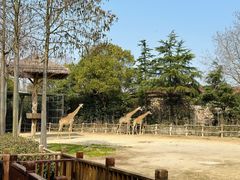 -上海野生动物园