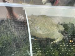 -酷以爬仙阁实体爬宠店·守宫·蜥蜴·专业繁育