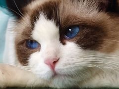 -喵喵咪呀布偶猫咖(春熙路店)