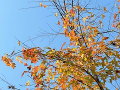 -广州市流溪河国家森林公园