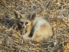 -清迈夜间动物园