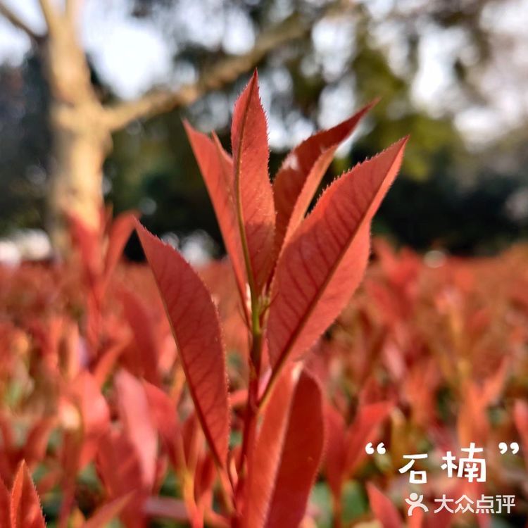 春天一定要去橘子洲逛逛!