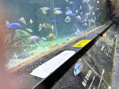 -江和美海洋公园