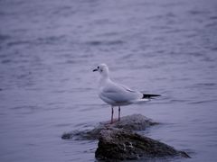 -深圳湾公园(南山区)