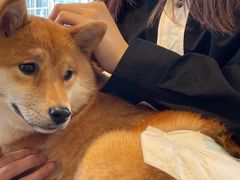 -南京Hallo宠物乐园·哈罗犬舍·柴犬繁育基地