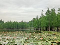 -白鹭湾湿地公园
