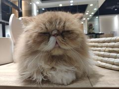 -藏猫猫咖啡主题馆(中央大道店)