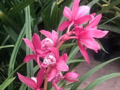 -龙大花卉苗木市场