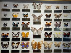 -上海昆虫博物馆