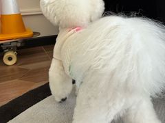 -帕帕拉兹宠物(亚洲旗舰店)