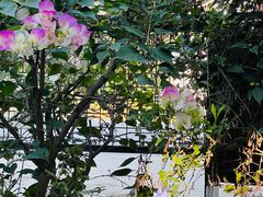 -云里小坐·小院里·团建·宴请·下午茶(三圣乡店)