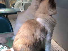 -喵喵咪呀布偶猫咖(春熙路店)