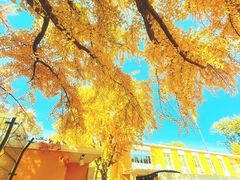 -三里屯东五街银杏大道