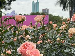 -人民公园(罗湖区)