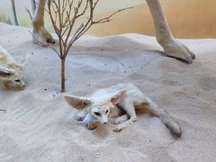 -西霞口神雕山野生动物世界