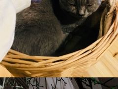 -共舞时光猫咖·狗咖(新街口店)