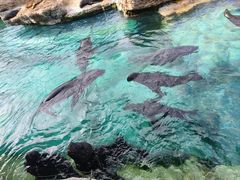 -珠海长隆海洋王国