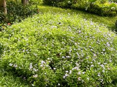 -云溪植物园