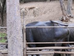 -清迈夜间动物园