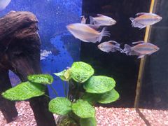 -沙沙哗啦海洋馆(华宇百花谷店)