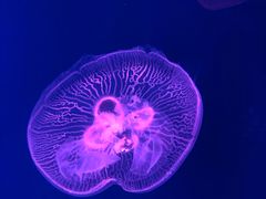 -芜湖新华联大白鲸海洋公园