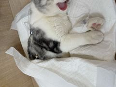 -北京观赏动物医院·24小时大型综合·猫专科·异宠专科