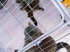 -奶油猫DIY·手工·团建·美陈搭建(宝山万达店)