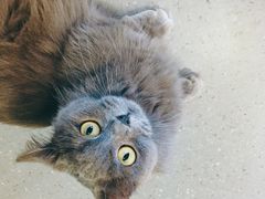 -飞行喵MR PILOT|猫舍·猫咖(静安大融城店)