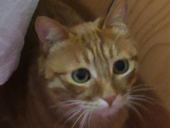 -瑞鹏宠物医院·骨科·猫科·内科(第一中心)