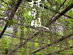 -东平国家森林公园