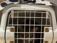 -御宝贝·A梦猫科宠物医院(国际猫友好医院)