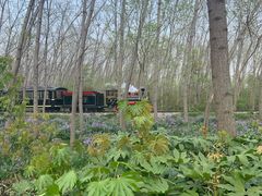 -合肥滨湖国家森林公园