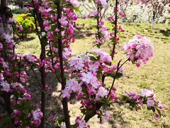 -海棠花溪(元大都城垣遗址公园)