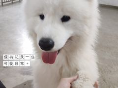 -星多哈·狗咖·拼豆·咖啡