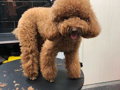 -小尾巴宠物店(万科·金域华庭店)