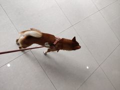 -瑞鹏宠物医院·骨科·猫科·内科(第一中心)
