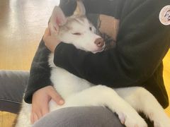 -Husky Go! 哈士奇体验馆·宠物咖啡厅狗咖