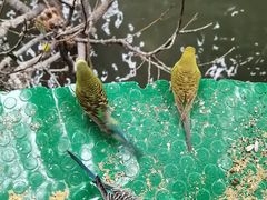 -南宫五洲植物乐园