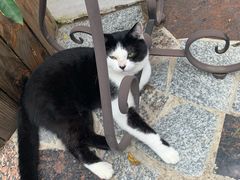 -喵屿·大理花园猫咖