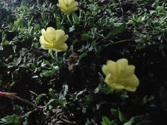 -胖大嫂渔家排档·全海景餐厅(渔村店)