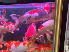 -大自然花鸟鱼虫市场