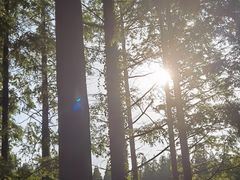 -黄海国家森林公园