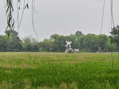 -长兴太湖图影湿地文化园